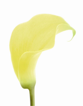 Yellow Calla Lily Print Yellow Calla Lily Print