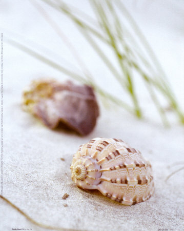 Sandy Beach IV Print Sandy Beach IV Print