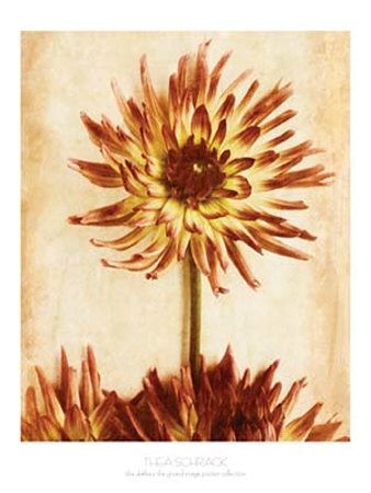 The Dahlia Print The Dahlia Print