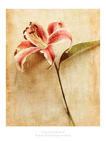 The Day Lilly Print The Day Lilly Print