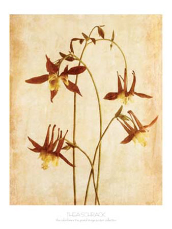 The Columbine Print The Columbine Print