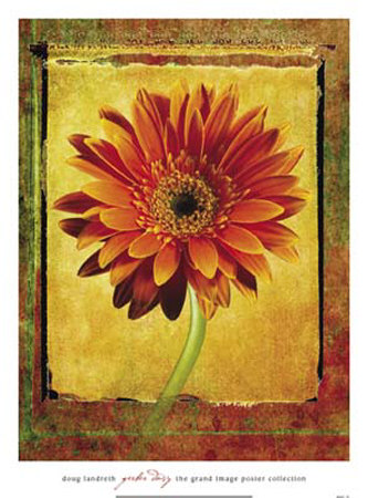 daisy. Gerber Daisy Print by Doug