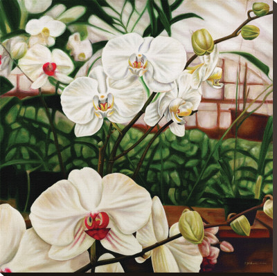 Moth Orchid Stretched Canvas Print Moth Orchid Stretched Canvas Print