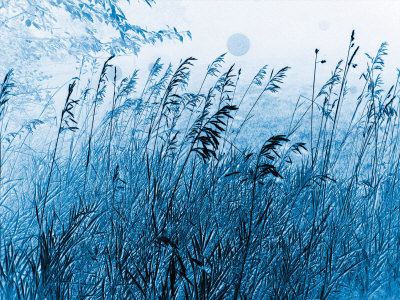 Pastoral Delight Limited Edition on Canvas Pastoral Delight Limited Edition on Canvas