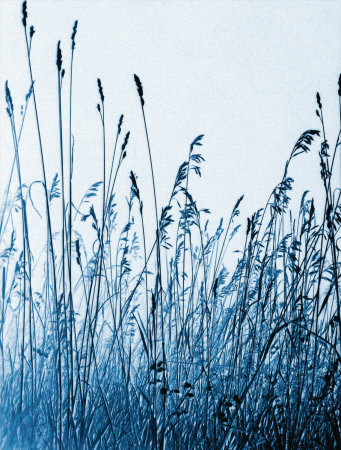 Pastoral Gesture Limited Edition on Canvas Pastoral Gesture Limited Edition on Canvas