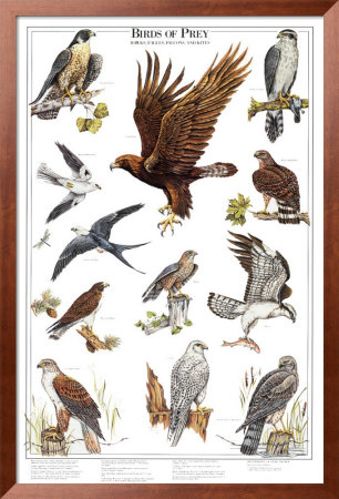 Birds of Prey II Framed Print Birds of Prey II Framed Print
