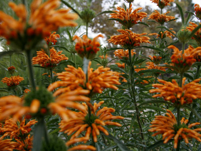 Orange Blooms Premium Poster Orange Blooms Premium Poster