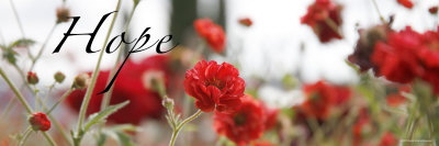 Hope Flowers Premium Poster Hope Flowers Premium Poster