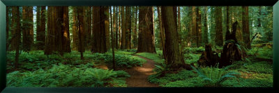 Sequoias Framed Print Sequoias Framed Print