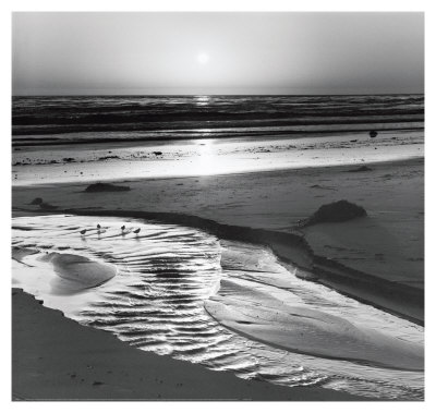 Birds on a Beach Print Birds on a Beach Print