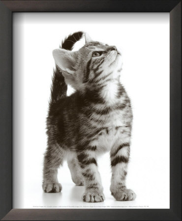 Curious Cat Framed Print Curious Cat Framed Print