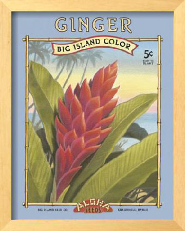 Ginger Framed Print Ginger Framed Print