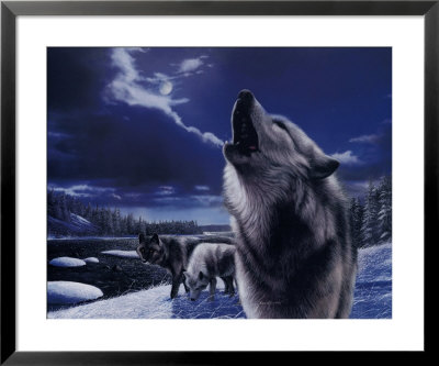 Howling Wolves Framed Print Howling Wolves Framed Print