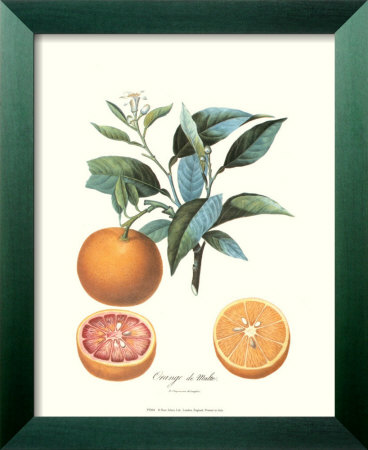 Tangerine Framed Print Tangerine Framed Print