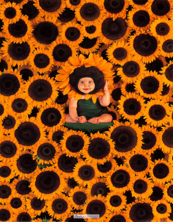 Sunflower Wall Print Sunflower Wall Print