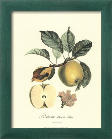Apple Framed Print Apple Framed Print