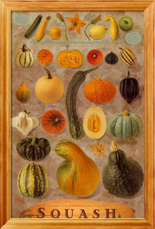 Squash-Natural Framed Print Squash-Natural Framed Print