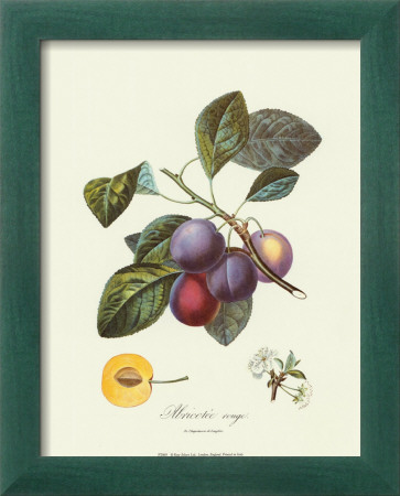 Plums Framed Print Plums Framed Print