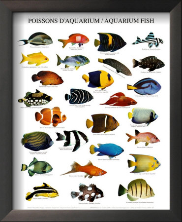 Aquarium Fish Framed Print Aquarium Fish Framed Print