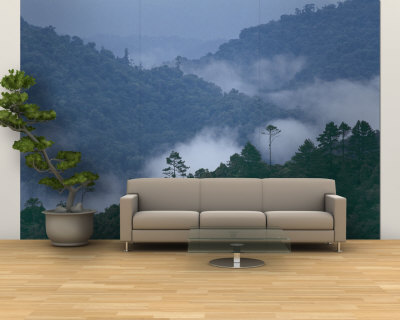 Cloud Forest, Central America Wall Mural – Large Cloud Forest, Central America Wall Mural – Large
