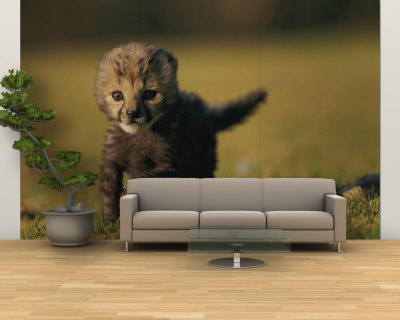 View of a Rare King Cheetah Wall Mural – Large View of a Rare King Cheetah Wall Mural – Large