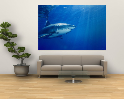 great white shark wallpaper. Great White Shark Wall Mural