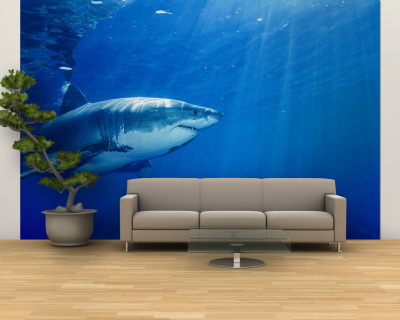 Great White Shark Wall Mural – Large Great White Shark Wall Mural – Large