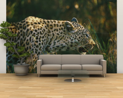 A Leopard Stalks its Prey Wall Mural – Large A Leopard Stalks its Prey Wall Mural – Large