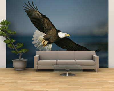 An American Bald Eagle in Flight Wall Mural – Large An American Bald Eagle in Flight Wall Mural – Large