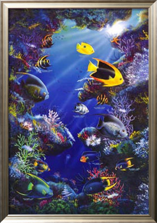 Angelfish of the Caribbean Framed Print Angelfish of the Caribbean Framed Print