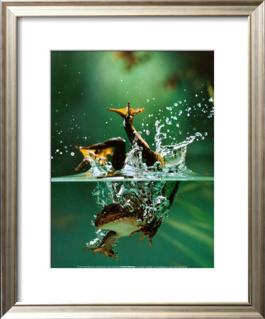 Frog under Water Framed Print Frog under Water Framed Print