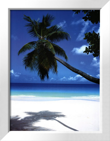 Palm Tree Leaning over Beach Framed Print Palm Tree Leaning over Beach Framed Print