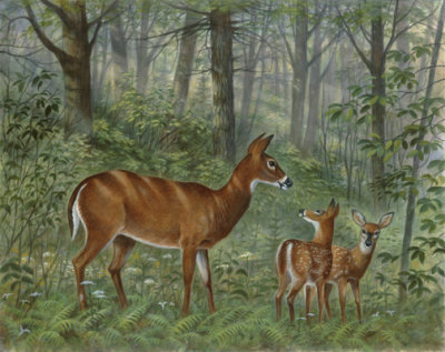 Deer Family I Print Deer Family I Print