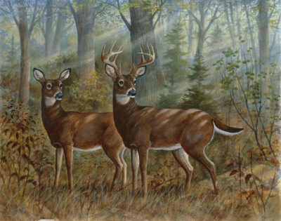 Deer Family II Print Deer Family II Print