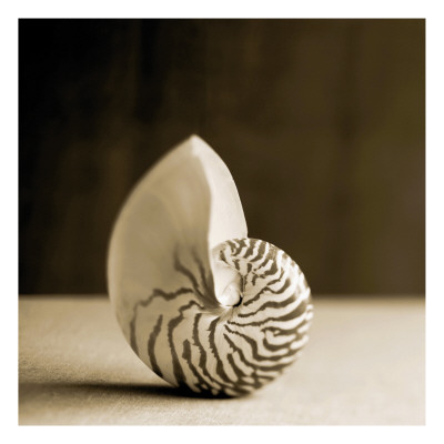 Sea Shells III Premium Poster Sea Shells III Premium Poster