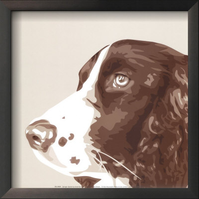 Springer Spaniel Framed Print Springer Spaniel Framed Print