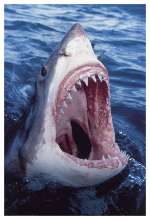 Great White Shark Print Great White Shark Print