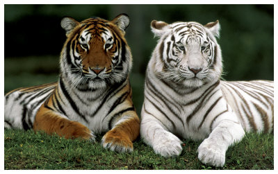 Bengal Tigers Print Bengal Tigers Print