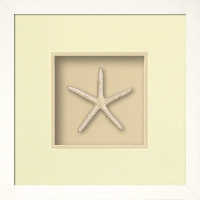 Starfish (Beachcomber Collection) Dimensional Product Starfish (Beachcomber Collection) Dimensional Product