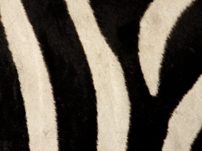 Black And White Stripes Zebra. the zebras black-and-white