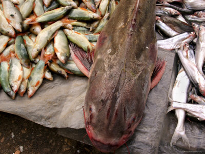 Mekong+river+fish