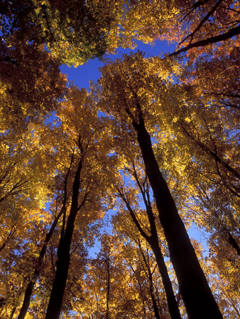 Blue Sky Through Sugar Maple Trees in Autumn Colors, Upper Peninsula, 