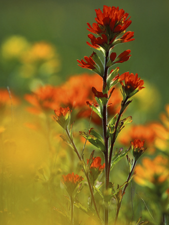 Red Indian Paintbrush Flower in Springtime, Nature Conservancy Property, Maxton Plains Stretched Canvas Print
