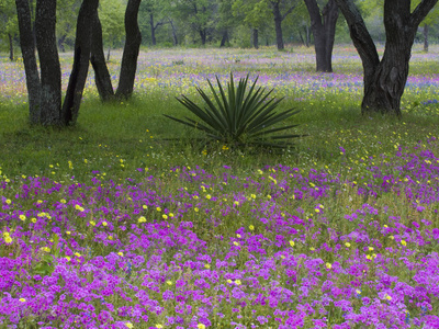 Agave in Field of Texas Blue Bonnets, Phlox and Oak Trees, Devine, Texas, USA Stretched Canvas Print