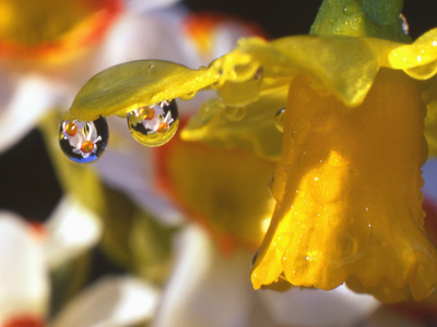 Close-up of Dewdrops Clinging to Petal of Daffodil Flower in Springtime, Multnomah County, Oregon Stretched Canvas Print
