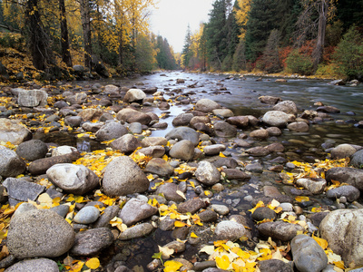 Nason Creek with Autumn Leaves, Wenatchee National Forest, Washington, USA Stretched Canvas Print