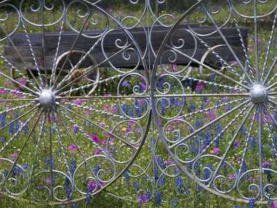 Wheel Gate and Fence with Blue Bonnets, Indian Paint Brush and Phlox, Near Devine, Texas, USA Stretched Canvas Print