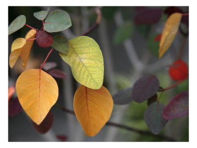 Fall Leaf Bouquet Premium Poster Fall Leaf Bouquet Premium Poster