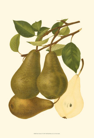 Pear Varieties IV Print Pear Varieties IV Print