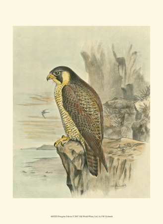 Peregrine Falcon Print Peregrine Falcon Print